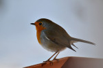 Зарянка - Erithacus rubecula фотография-5
