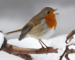 Зарянка - Erithacus rubecula фотография-6