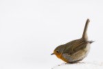 Зарянка - Erithacus rubecula фотография-7