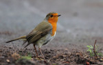 Зарянка - Erithacus rubecula фотография-8