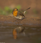 Зарянка - Erithacus rubecula фотография-9