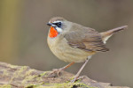 Соловей-красношейка - Luscinia calliope фотография-2