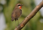 Соловей-красношейка - Luscinia calliope фотография-23