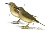 Соловей-красношейка - Luscinia calliope картинка-4