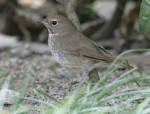 Соловей-свистун - Luscinia sibilans фотография-10
