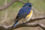 Синехвостка - Tarsiger cyanurus фотография-1