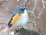 Синехвостка - Tarsiger cyanurus фотография-10