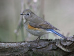 Синехвостка - Tarsiger cyanurus фотография-11