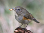 Синехвостка - Tarsiger cyanurus фотография-12
