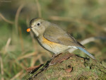 Синехвостка - Tarsiger cyanurus фотография-13