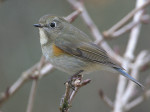 Синехвостка - Tarsiger cyanurus фотография-14
