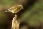 Синехвостка - Tarsiger cyanurus фотография-15