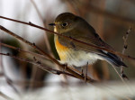 Синехвостка - Tarsiger cyanurus фотография-18