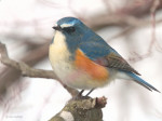 Синехвостка - Tarsiger cyanurus фотография-2