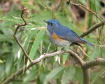 Синехвостка - Tarsiger cyanurus фотография-20