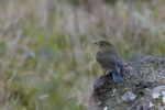 Синехвостка - Tarsiger cyanurus фотография-21