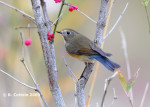 Синехвостка - Tarsiger cyanurus фотография-22