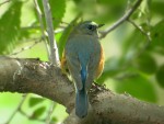 Синехвостка - Tarsiger cyanurus фотография-23