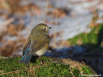 Синехвостка - Tarsiger cyanurus фотография-24