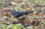 Синехвостка - Tarsiger cyanurus фотография-25