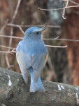 Синехвостка - Tarsiger cyanurus фотография-26