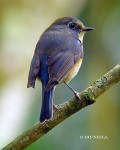 Синехвостка - Tarsiger cyanurus фотография-27