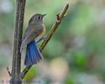Синехвостка - Tarsiger cyanurus фотография-28