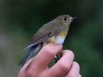 Синехвостка - Tarsiger cyanurus фотография-29