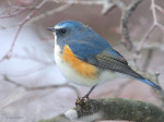 Синехвостка - Tarsiger cyanurus фотография-3