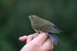 Синехвостка - Tarsiger cyanurus фотография-30