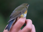Синехвостка - Tarsiger cyanurus фотография-31