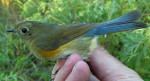 Синехвостка - Tarsiger cyanurus фотография-32