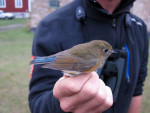 Синехвостка - Tarsiger cyanurus фотография-33