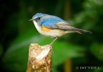 Синехвостка - Tarsiger cyanurus фотография-4