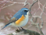Синехвостка - Tarsiger cyanurus фотография-5