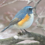 Синехвостка - Tarsiger cyanurus фотография-6