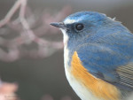 Синехвостка - Tarsiger cyanurus фотография-7