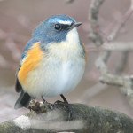 Синехвостка - Tarsiger cyanurus фотография-8