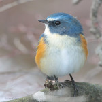 Синехвостка - Tarsiger cyanurus фотография-9