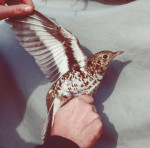 Пестрый дрозд - Zoothera aurea фотография-17