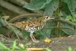 Пестрый дрозд - Zoothera aurea фотография-3