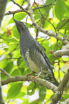 Сибирский дрозд - Zoothera sibirica фотография-10