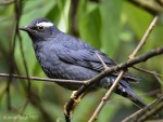 Сибирский дрозд - Zoothera sibirica фотография-2