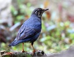 Сибирский дрозд - Zoothera sibirica фотография-3
