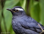 Сибирский дрозд - Zoothera sibirica фотография-4