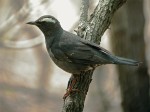Сибирский дрозд - Zoothera sibirica фотография-5