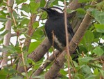 Сибирский дрозд - Zoothera sibirica фотография-6