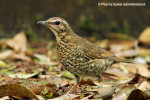 Сибирский дрозд - Zoothera sibirica фотография-8