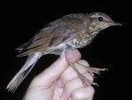 Сибирский дрозд - Zoothera sibirica фотография-9
