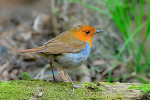 Японская зарянка - Luscinia akahige фотография-7